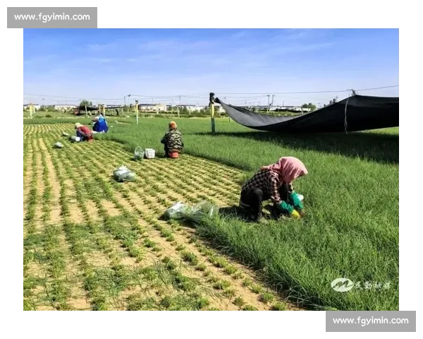 沙葱的生态价值与食用功效在荒漠草原中的生存智慧探究